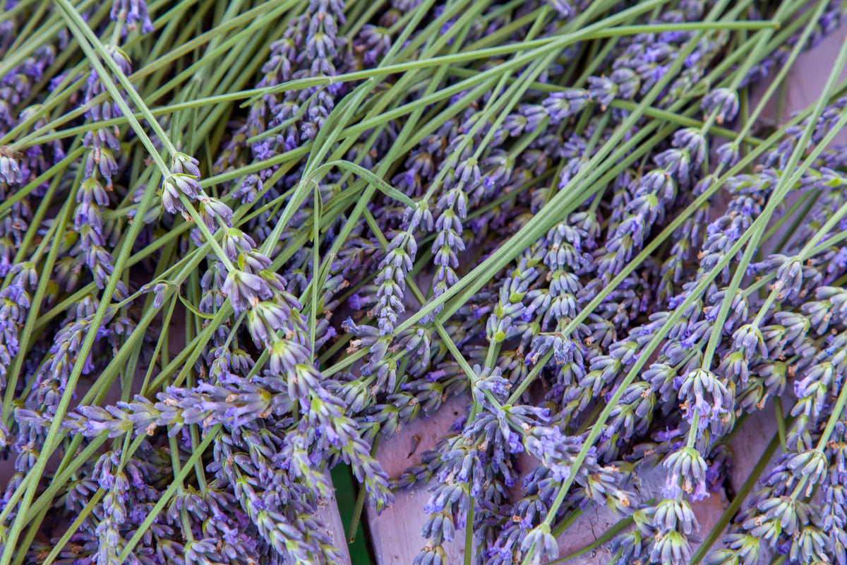 Lavender Grosso Live Plant | Lavandula × intermedia 'Grosso' in 2.5" Pot