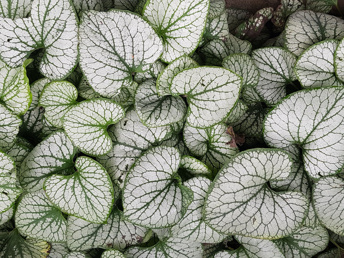 Silver Heart Siberian Bugloss (Brunnera macrophylla 'Silver Heart') - 1 Gallon Live Plant