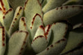 Kalanchoe tomentosa 'Panda' Live Rooted Plant in 3-Inch Pot