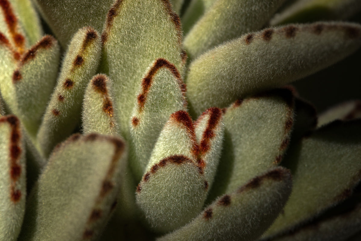 Kalanchoe tomentosa 'Panda' Live Rooted Plant in 3-Inch Pot