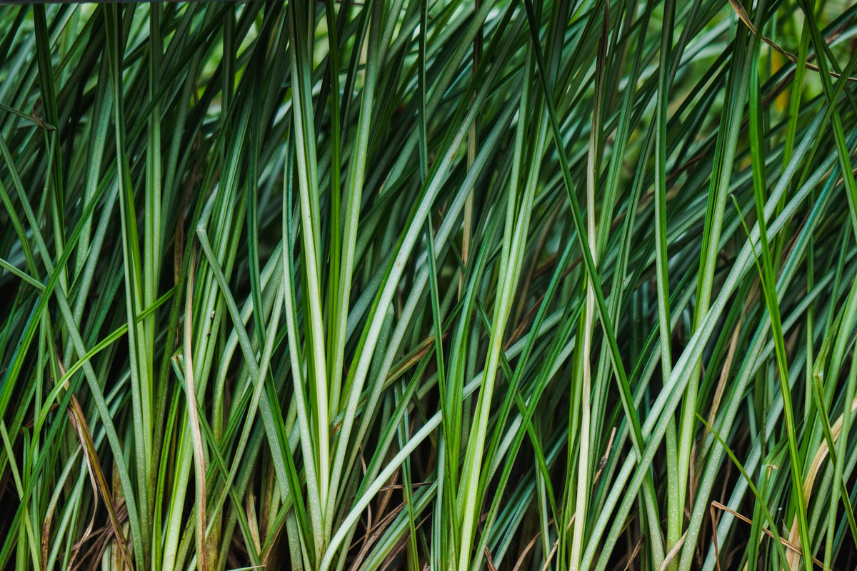 White Striped Sweet Flag Acorus gramineus ‘Variegatus’ - 1 Live Plant in 4-Inch Pot