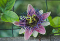 Purple Passion Plant Live Starter | Gynura aurantiaca - 3