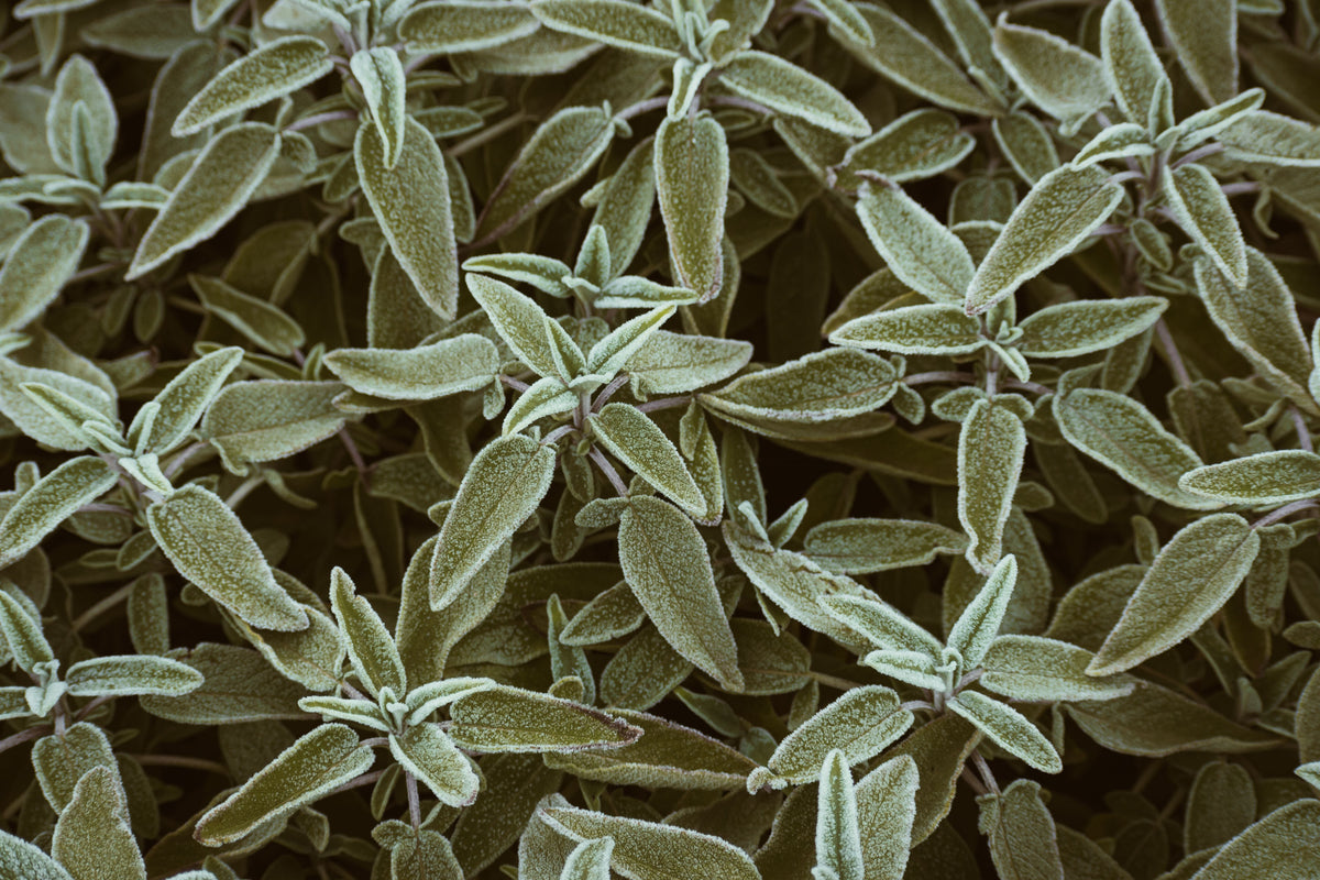 Common Sage Live Plant Seedling Salvia officinalis – 5–8 in