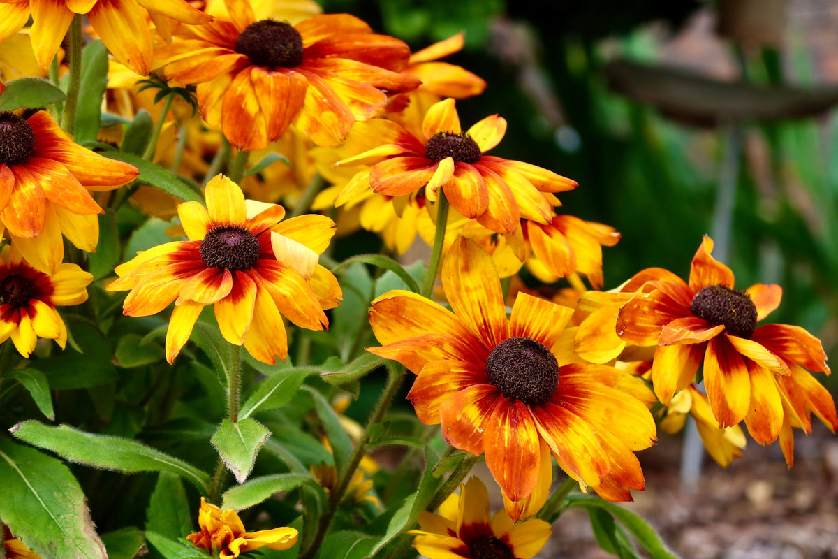 Sunny Susy Cherry Black Eyed Susan Vine Starter Plant (Thunbergia alata) – 2.5"x3.5" Pot