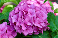 Hydrangea Merritt's Supreme (2 Starter Plants) - 1 Quart Pots, Pink to Blue, Rosemary Belle Farm