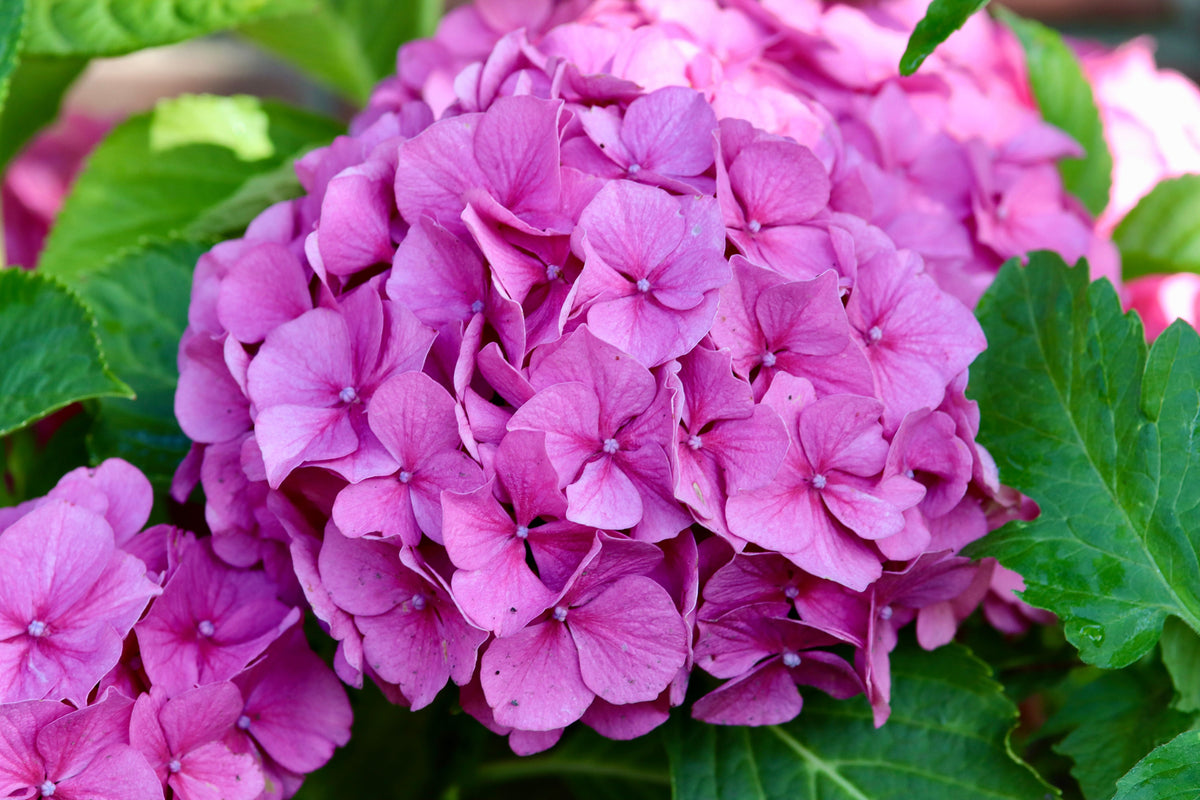 Hydrangea Merritt's Supreme (2 Starter Plants) - 1 Quart Pots, Pink to Blue, Rosemary Belle Farm