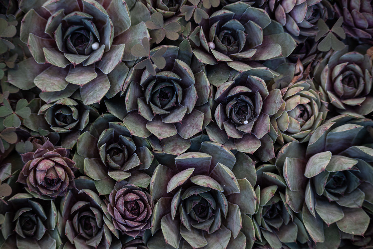 Purple Echeveria Cluster Live Succulent - Large Rare Specimen with Pups