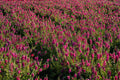 Kudos Coral Dwarf Hyssop Agastache ‘Kudos Coral’ 4-Inch Live Plant