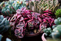 Calico Kitten Variegated Crassula pellucida subsp. marginalis 'Variegata' – 4-Inch Rooted Starter Plant
