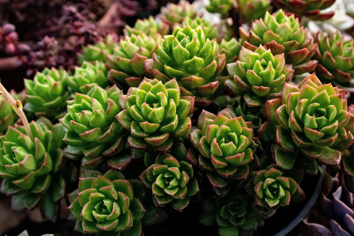 Sedeveria Letizia Live Succulent in 2-Inch Pot