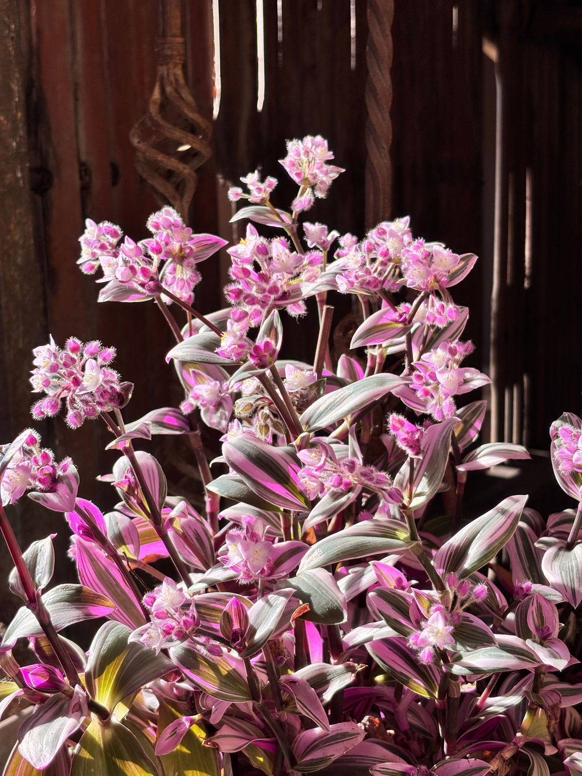 Pink Lady Callisia Repens Live Plant in 4-Inch Pot - Variegated Trailing Succulent