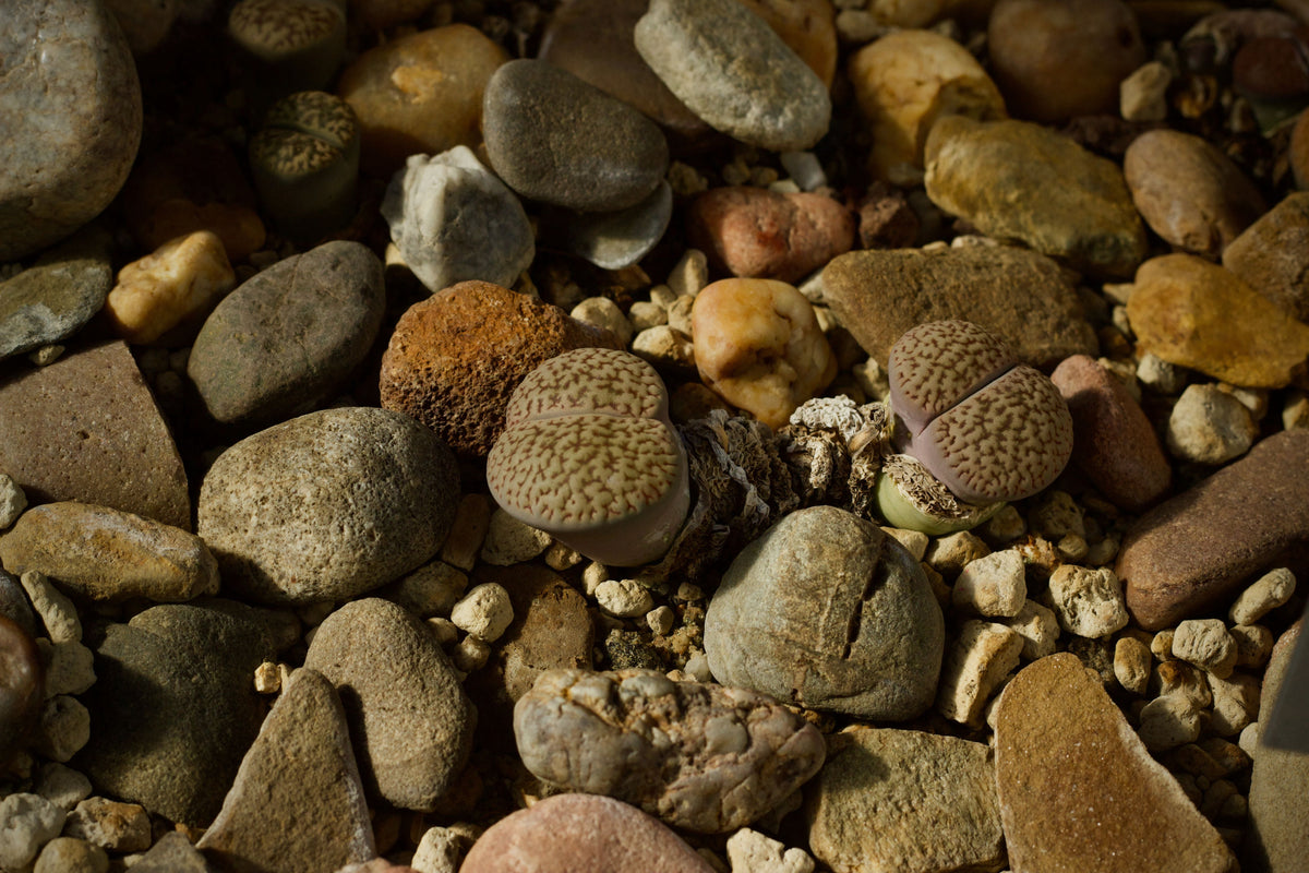 30 Live Lithops (Living Stone) Succulents – 0.2–0.3 in, Random Varieties