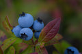 Premier Rabbiteye Blueberry Starter Plant (Vaccinium ashei 'Premier') – Bare Root Plug
