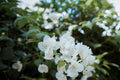 White Bougainvillea Live Plant - 7–12 Inches Tall in 4-Inch Pot
