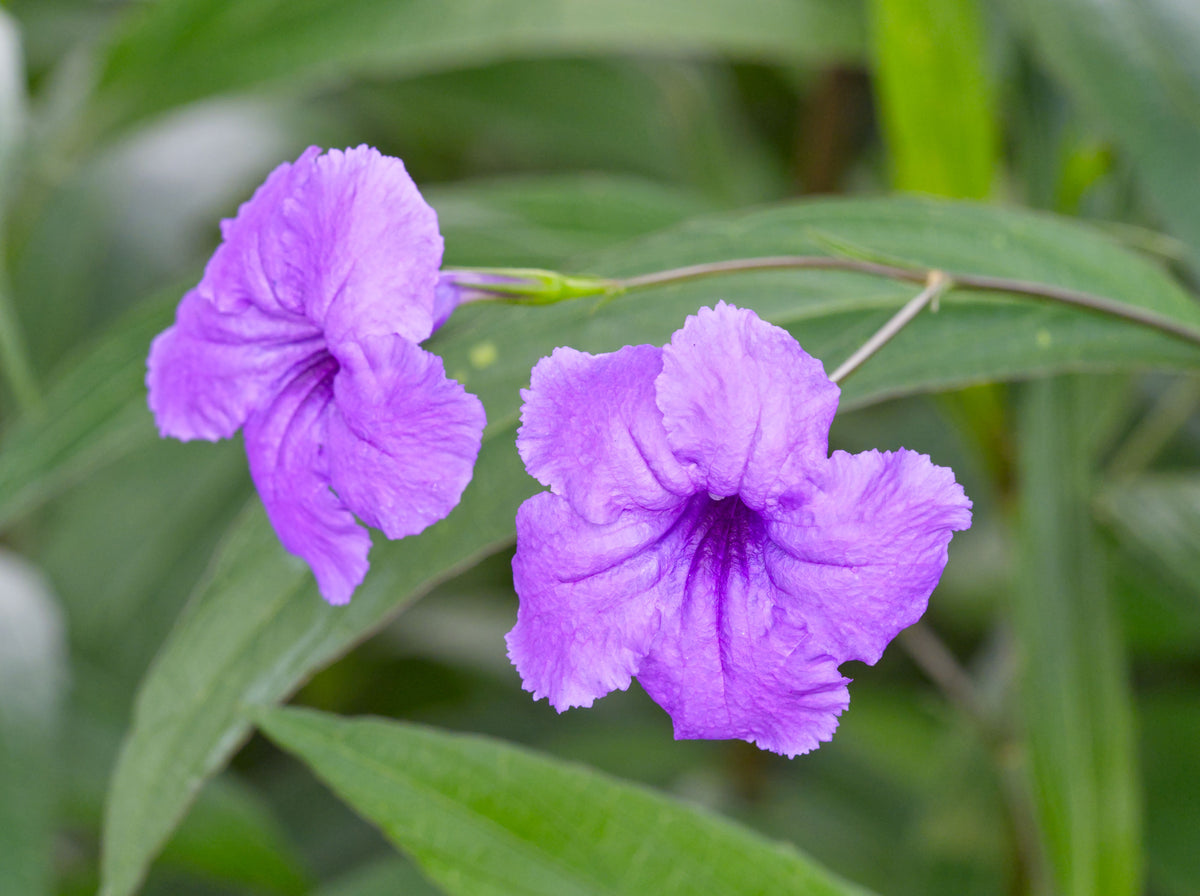 Mexican Petunia (Ruellia simplex) - 3 Live Rooted Plants