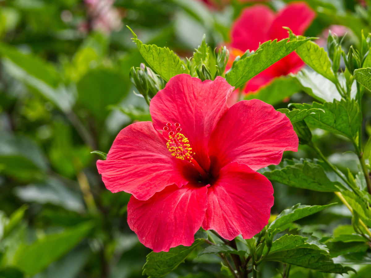 Madagascar Hibiscus Moscheutos Starter Live Plant — 3–5 Inch Rooted Plant