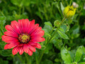 Sunset African Daisy (Arctotis hybrid ‘Sunset’) - 4-Inch Live Plant