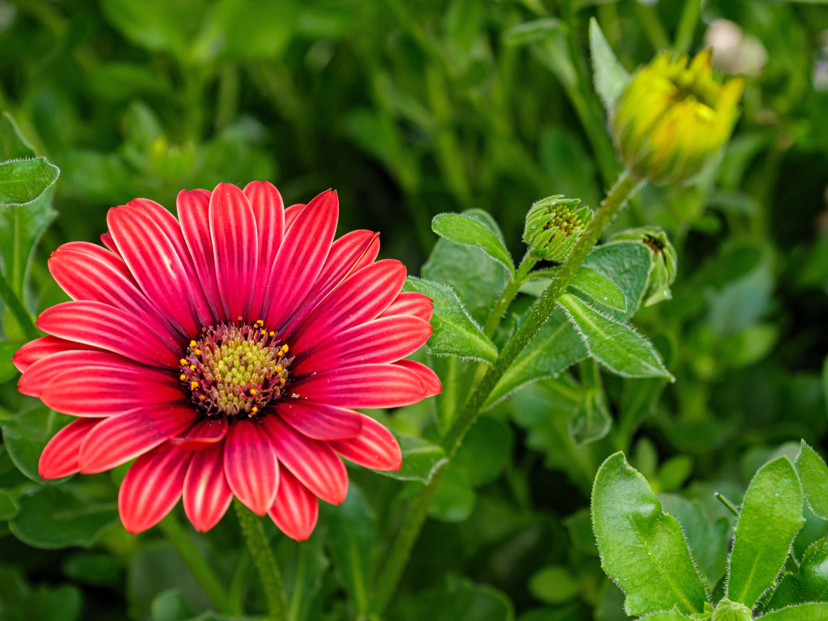Sunset African Daisy (Arctotis hybrid ‘Sunset’) - 4-Inch Live Plant