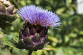 Pieno Inerme Cardoon - Cynara cardunculus 'Pieno Inerme' — 4-Inch Live Plant