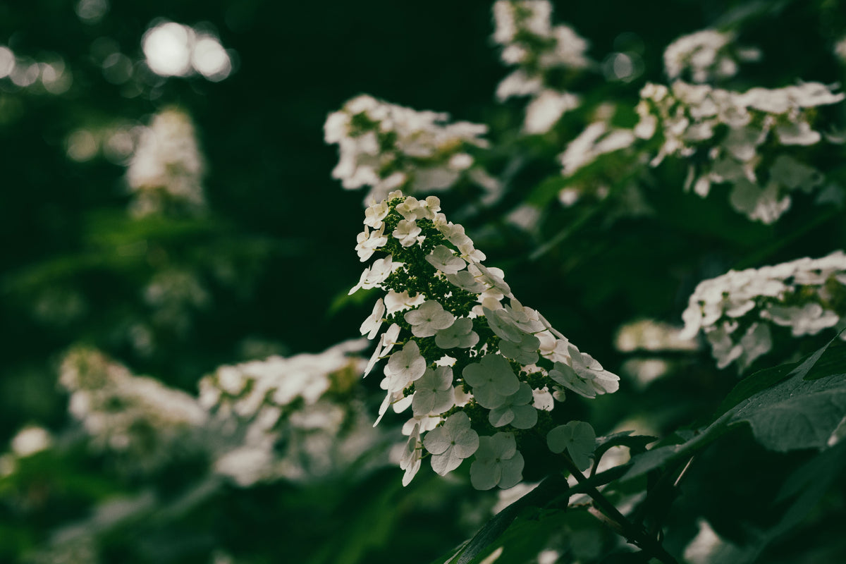 Snow Queen Oakleaf Hydrangea Live Plant – Hydrangea quercifolia, 1 Pint