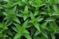 Spearmint (Mentha spicata) - 20+ Live Organic Starter Plants