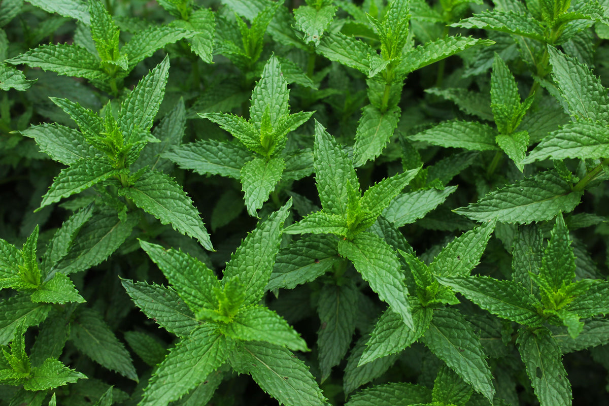 Spearmint (Mentha spicata) - 20+ Live Organic Starter Plants