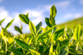 Tea Plant Live Plant Camellia sinensis - 3-Inch Pot