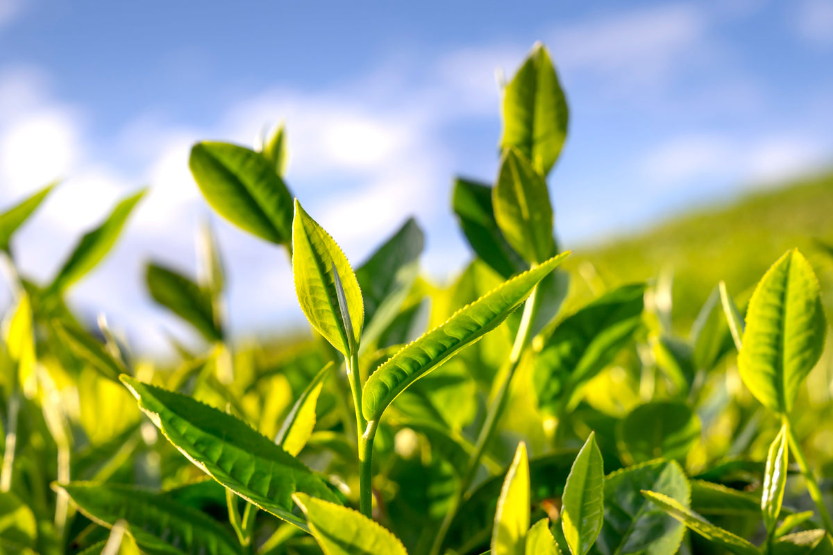 Tea Plant Live Plant Camellia sinensis - 3-Inch Pot