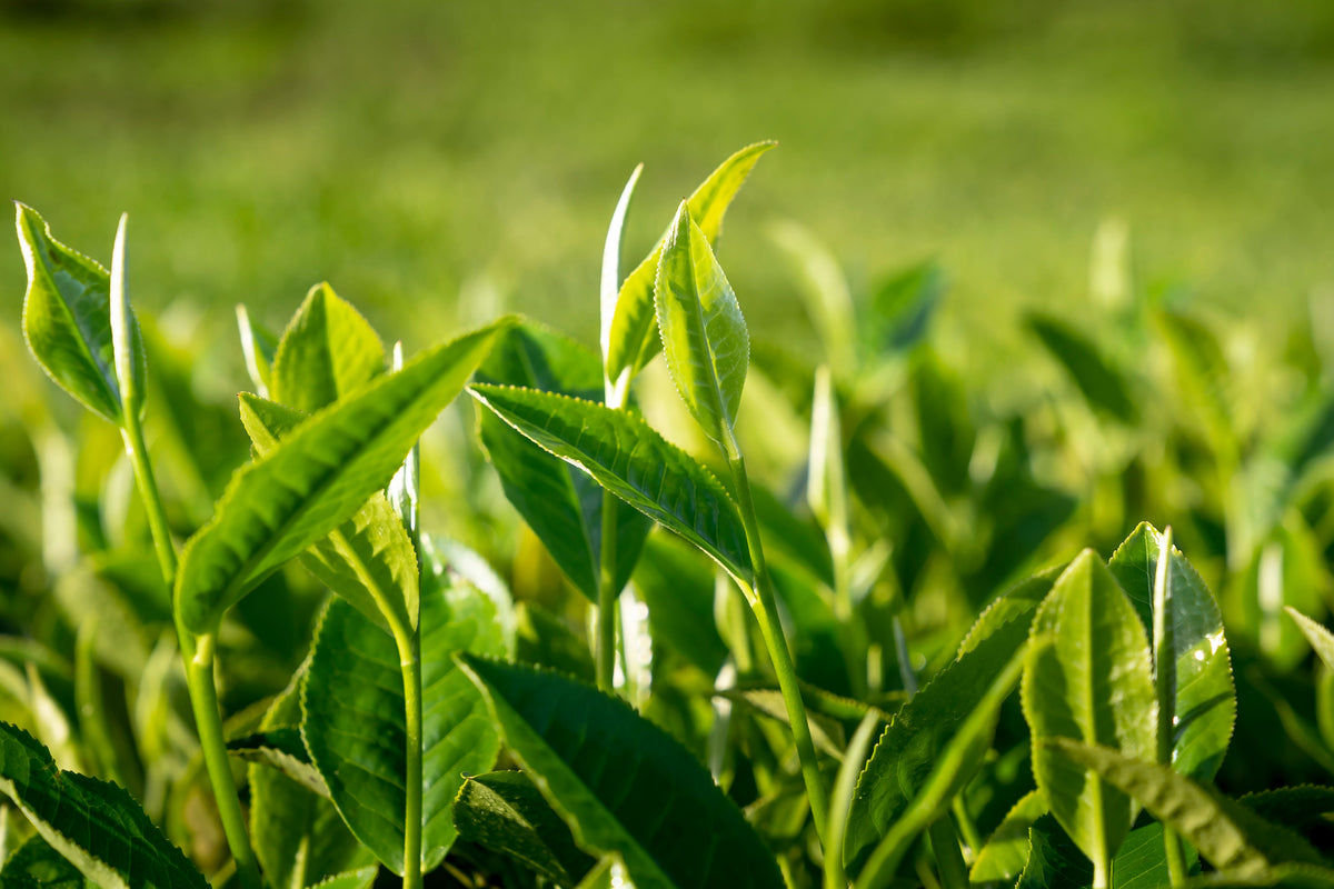 Organic Tea Plant (Camellia sinensis) Live Starter Plant – 6–12 Inches