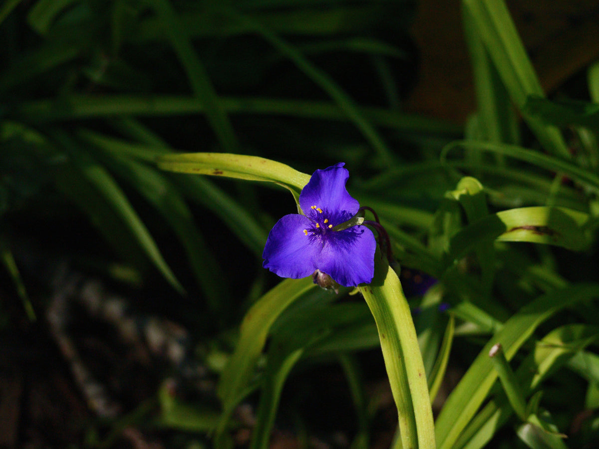 Tradescantia Spiderwort Bare Root Rhizomes – 10 Purple Flowering Live Plants
