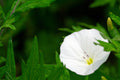 Silverbush Bush Morning Glory (Convolvulus cneorum) - 4-Inch Pot