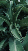 Mother of Thousands Succulent Live Plant - Kalanchoe daigremontiana, 2-Inch Pot