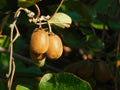 Kiwi Vine Starter Plants (Actinidia) – 2 Live Perennial Vines, 4–6 Inches Tall