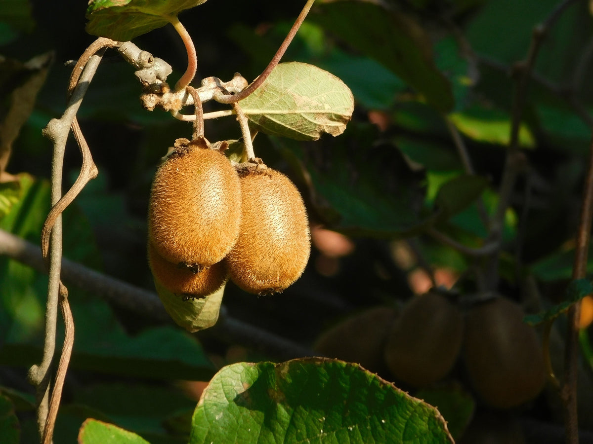Kiwi Vine Starter Plants (Actinidia) – 2 Live Perennial Vines, 4–6 Inches Tall