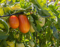 San Marzano Tomato Live Plants (2) – Solanum lycopersicum, 6–10 Inches Tall