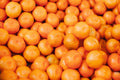 Satsuma Mandarin Live Seedling – Citrus unshiu, 4–10 Inches Tall