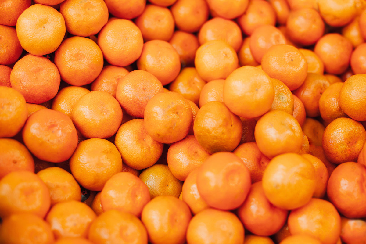 Satsuma Mandarin Live Seedling – Citrus unshiu, 4–10 Inches Tall