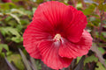 Midnight Marvel Hardy Hibiscus Live Plant in 2.5-in Pot | Hibiscus moscheutos 'Midnight Marvel'