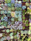 25 Mixed Succulent Cuttings 1–2 inch Unrooted Live Collection