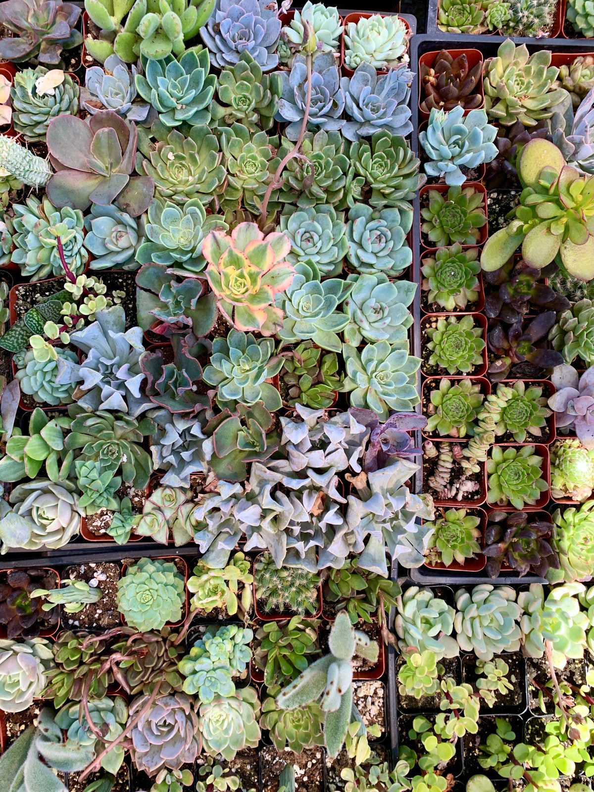 25 Mixed Unrooted Succulent Cuttings 1–2 inches | Rosette Forming Assortment