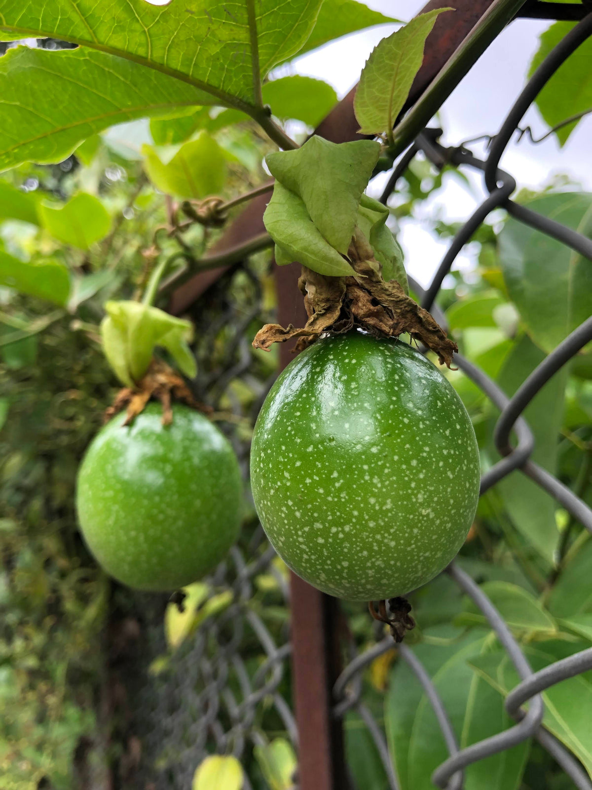 Giant Granadilla Passion Fruit Live Starter Plant - Passiflora quadrangularis