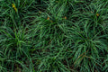 Dwarf Japanese Sweet Flag 1 Live Plant | Acorus gramineus ‘Pusillus’ 4-Inch Pot