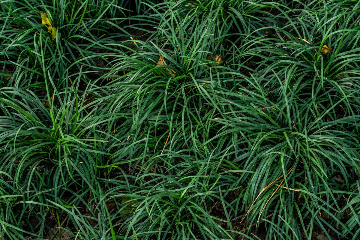 Dwarf Japanese Sweet Flag 1 Live Plant | Acorus gramineus ‘Pusillus’ 4-Inch Pot