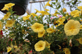 Calibrachoa Colibri Yellow Canary Million Bells 4-Inch Pot