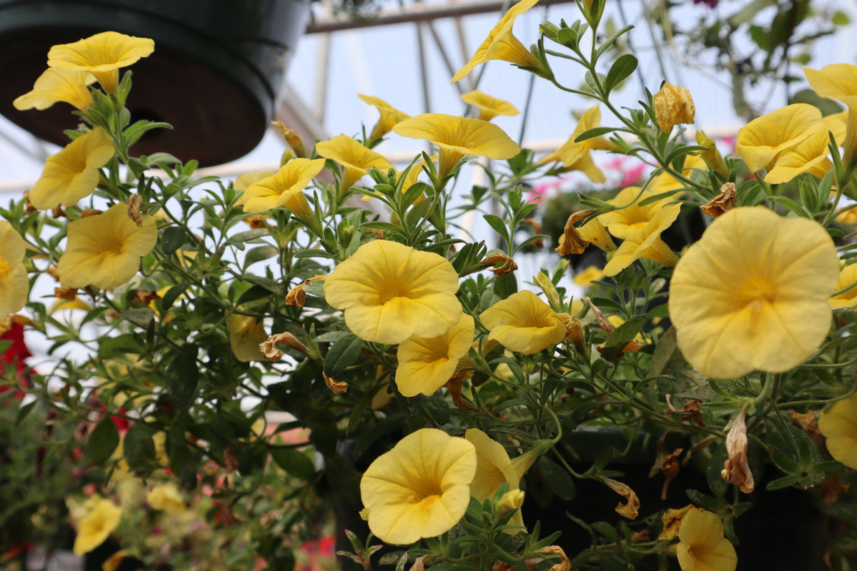Calibrachoa Colibri Yellow Canary Million Bells 4-Inch Pot