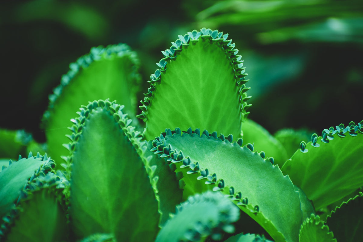Mother of Thousands Kalanchoe daigremontiana Live Plant in 2-Inch Pot