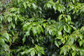Ylang Ylang Live Plant in 6-Inch Pot | Cananga odorata Fragrant Tree