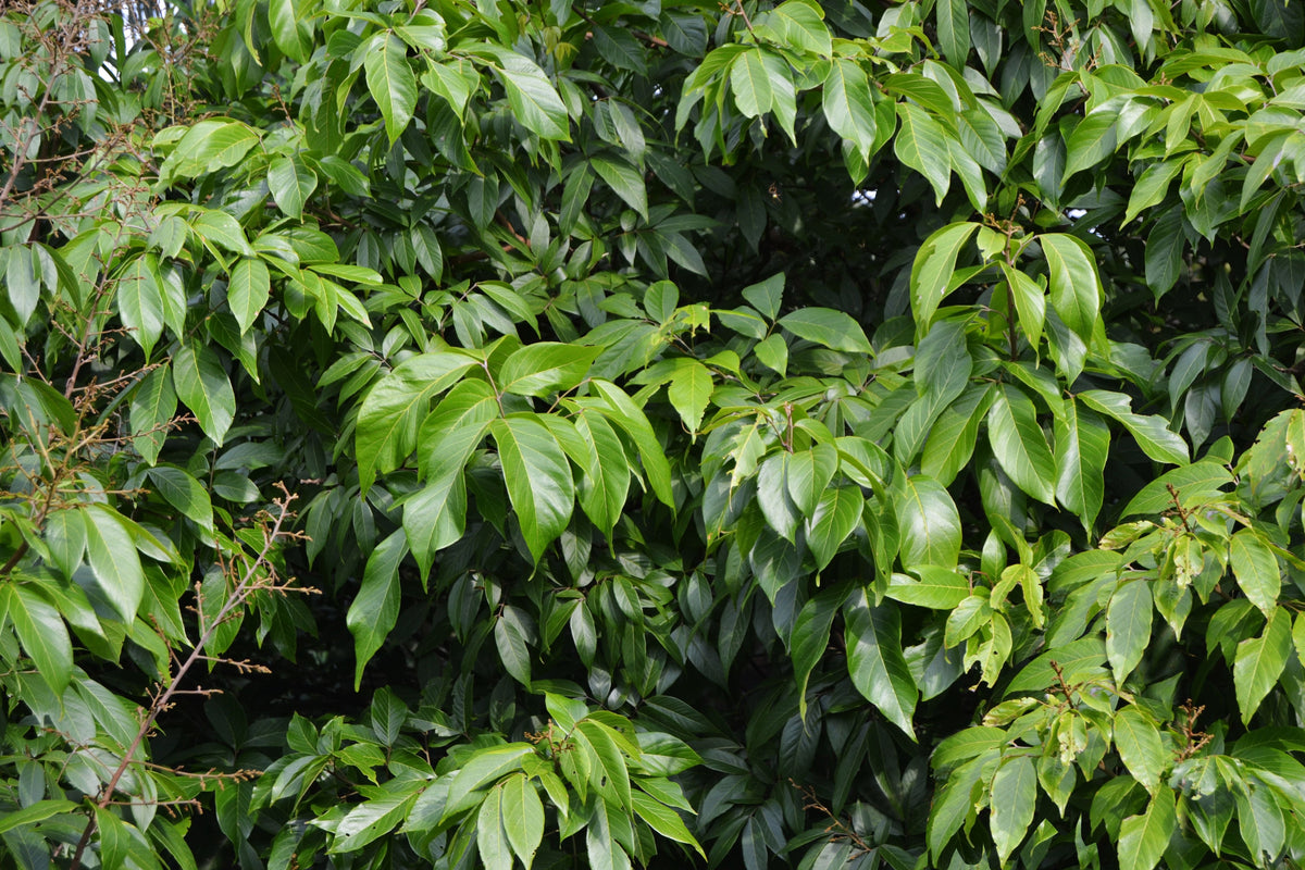 Ylang Ylang Live Plant in 6-Inch Pot | Cananga odorata Fragrant Tree
