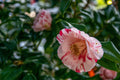 La Peppermint Camellia Japonica Live Starter Plant - Camellia japonica 'La Peppermint' (1-Plant, In Pot)