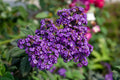Heliotropium arborescens 'Fragrant Delight' Live Plants - 2 Starter Plants 4–6 Inches